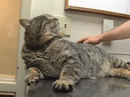 Fat Cat Stealing Food Gets Stuck In The Doggy Door And Can T