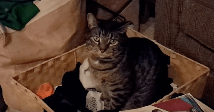 Cat Enjoys YouTube Videos Of Dog And Deer Fawn Interacting In Cute New Video