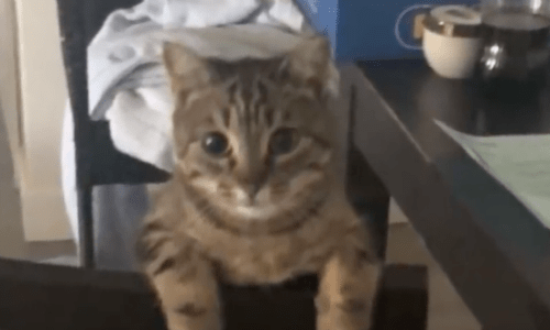 Cat Loves Owner So Much She Just Wants Him At Home With Her All The Time