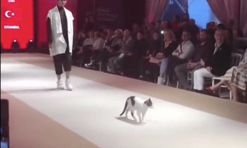 Cat Playfully Enjoys The Catwalk At A Fashion Show In Turkey And Steals The Show