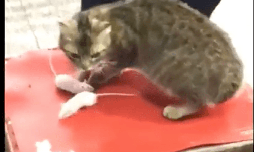 Cat Sits Calmly While Surrounded With Mice In Fascinating Video Of Cat And Mice