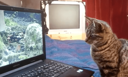 Cat watching bird best sale video