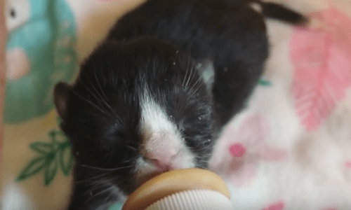 Constant Care And Attention Helped This Tiny Preemie Kitten Grow Up Big And Strong