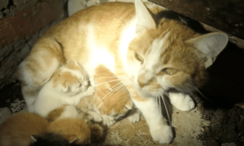 Under A 50-Unit Apartment Building a Mother Cat Cares For Her Five Kittens Selflessly