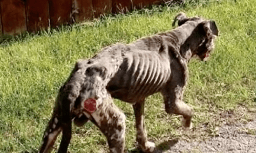 Dog Goes From Being A Walking Skeleton To A Healthy And Happy House Pet