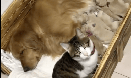 Cat Adopts Dog And Her Puppies In Precious Video Of Cat Snuggling With The Dog Family
