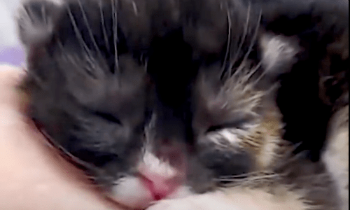 Cat Born With Cleft Lip Proves That She’s A Fighter With Spunk