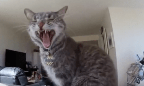 Cat Innocently Triggers Home Security System Whenever Owner Is Away And It’s Awfully Cute