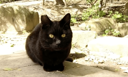Cat Living As Stray For Six Years Gets Joyful Reunion With Owners