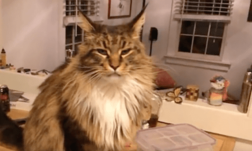 Cat Makes Himself At Home In Neighbor’s House Whenever His Owner Works Nightshift