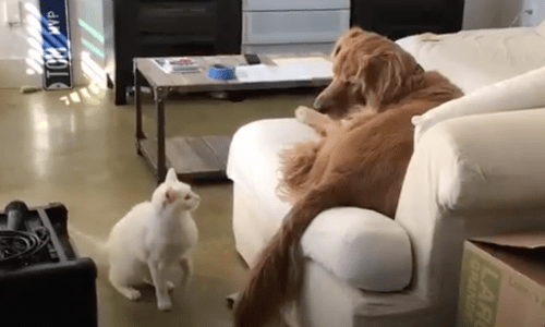 Cat Thinks He’s A Dog Since He Was Raised In Family With Dogs