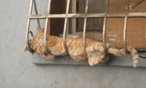 Cats Snuggled And Sleeping Just About Anywhere Is Both Hilarious And Adorable All At Once