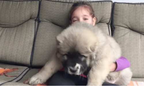 Caucasian Shepherd Puppy Is The Cutest Giant Puppy You will Ever See