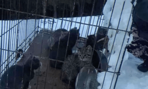 Kittens Found Shivering In The Snow Get The Best Rescue And It Will Warm Your Heart
