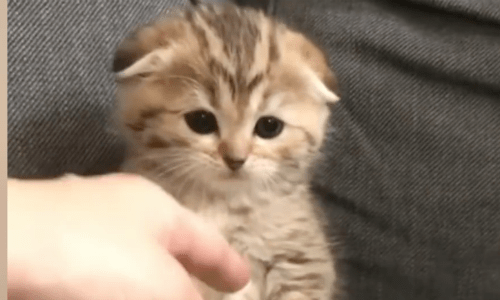 Looking For A Little Pick-Me-Up? Just Watch This Tiny Kitten And Enjoy