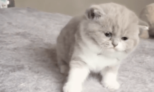 Nothing Is Sweeter Than Watching These Chubby Kittens Play Together In The Sweetest Way