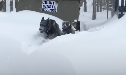 Watch A Dog Come To The Rescue Of Another Dog In Need When There Is Mounds Of Snow