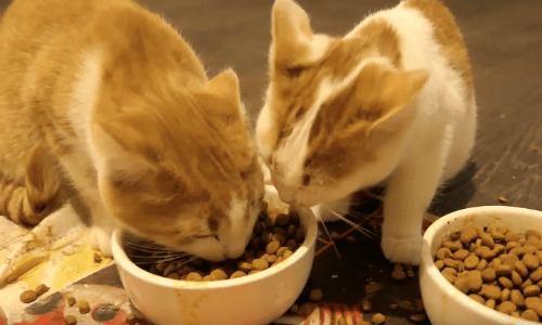 Watch These Newborn Baby Kittens Play Together In The Sweetest Way