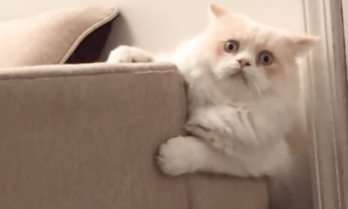 Each Day This Cat Gives Her Mom The Sweetest Face Begging Her Not To Go To Work