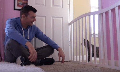 Family Introduces Stray Kitten To Their Household Cat To Decide Whether To Keep Her Or Not