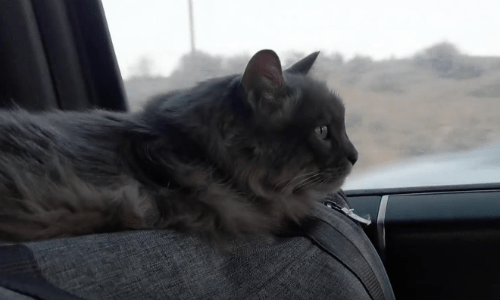 Watch The Adventures Of Nanny The Cat As She Visits National Parks