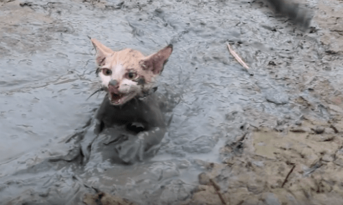 Cat Stuck In Mud Gets A Victorious Rescue From A Caring Man