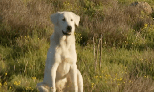 Dog That Gets Lost In The Woods For A Month Makes It Home To Her Owner