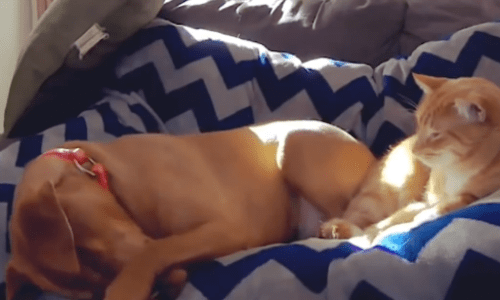 Family Cat Comforts And Soothes Anxious Dog Whenever His Parents Are Away And It’s Too Cute