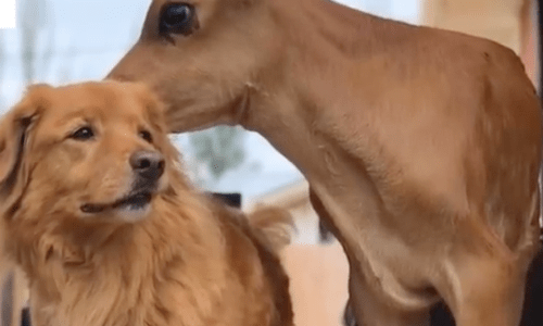 Golden Retriever And Goat With Crooked Legs Become Close And Unique Friends