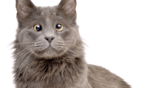 Cross-eyed Cat Ends Up In Shelter After Owners Have To Say Goodbye