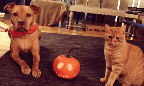 Kitten Grows Up With A Pit Bull As A Best Friend In An Unlikely Friendship
