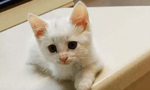 Man With PTSD Finds Comfort And Friendship In A Tiny White Kitten