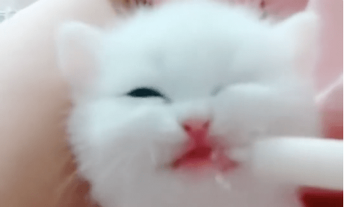 Nothing Is Sweeter Than Hearing The Tiny Voice Of This Snowball Kitten
