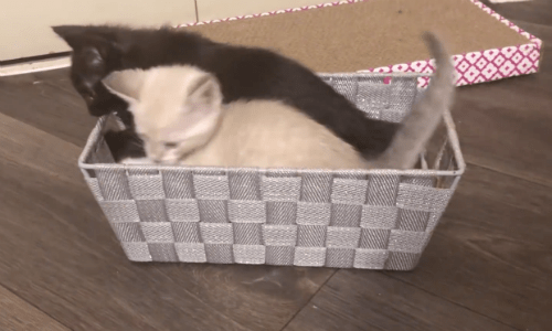 Watching Kittens At Play Has To Be One Of The Cutest Videos You’ll See