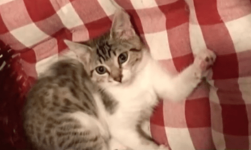 When Owner Adopts A New Kitten Her Cat Gets Jealous And It’s Super Cute