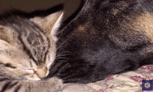 German Shepherd Appears To Not Like Tiny Kitten But They Just Play