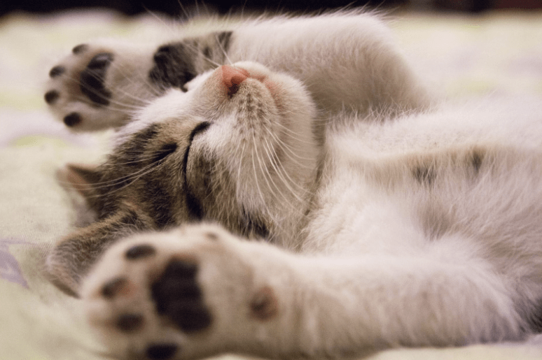 5 Reasons Why You Should Own a Cat