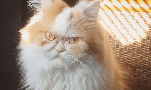 The Internet Finds A New Grumpy Cat After The Original Passes Away