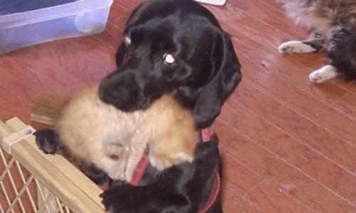 When Mother Cat Welcomes Kittens The Family Dog Takes Protective Role Seriously