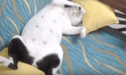 Cats Can Sleep Just About Anywhere And This Video Compilation Proves It