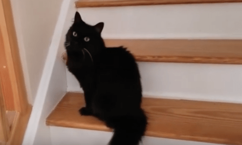 Cats Know When They’ve Been Naughty But They’re Still Oh So Cute