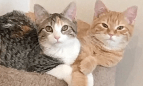 Company Adopts Rescue Kittens