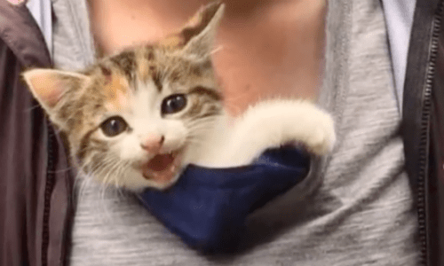 Couple Out For A Bike Ride In France Hears Shrieking Sound And Rescues Kitten