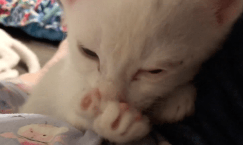 Kitten Sucking On His Paw Is One Of The Cutest Things You’ll Ever See