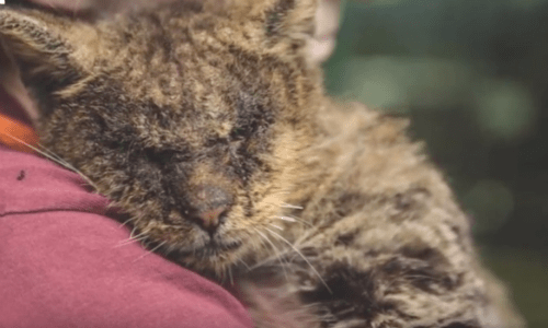 Mange Covered Cat Struggles To Find A New Home Due To His Appearance
