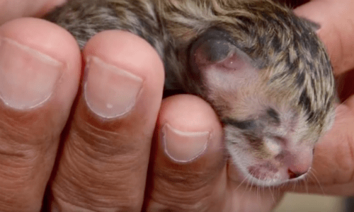 Thai Family Finds Tiny Kitten In The Middle Of The Road