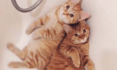 Two Ginger Kittens Refuse To Be Separated And Loving Owner Welcomes Both