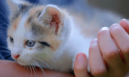 Baby Kitten Found Hiding Underneath A Home Was Born With Two Sets Of Ears