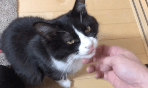 Cat Is Thrilled When Owner Arrives Home And Just Wants To Play