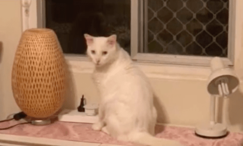 Cat Shows Appreciation For New Home In A Super Unique Way